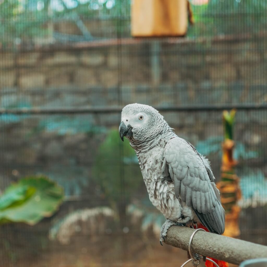African Grey parrot perched inside a wire aviary enclosure