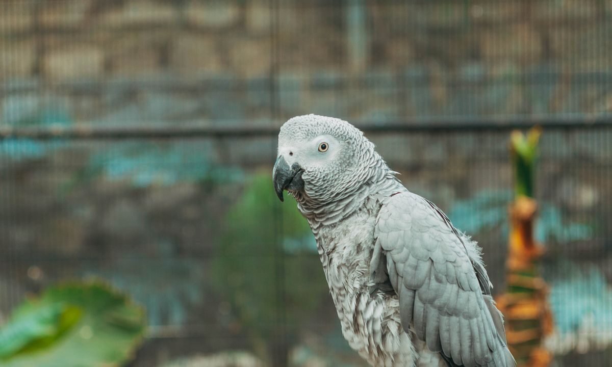African Grey parrot perched inside a wire aviary enclosure