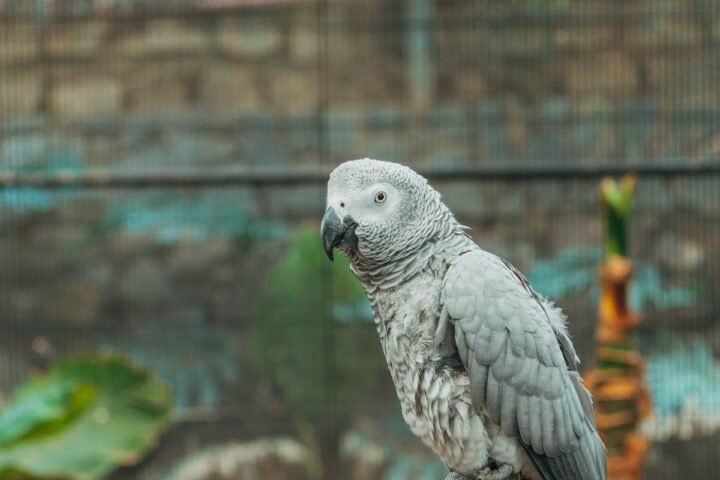 African Grey parrot perched inside a wire aviary enclosure