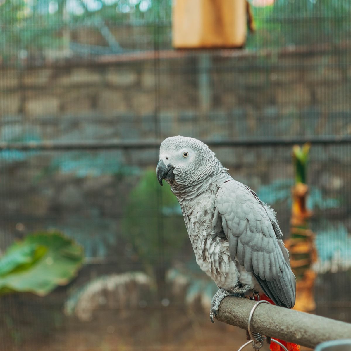 African Grey parrot perched inside a wire aviary enclosure