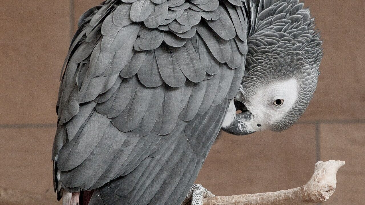 African Grey Parrot showing grey plumage and red tail