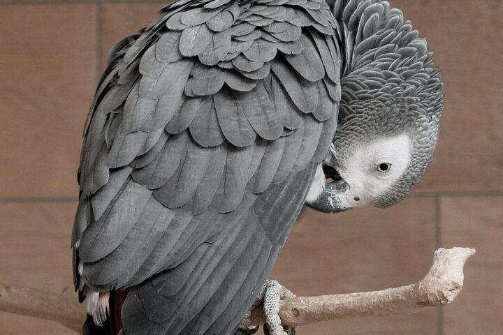 African Grey Parrot showing grey plumage and red tail
