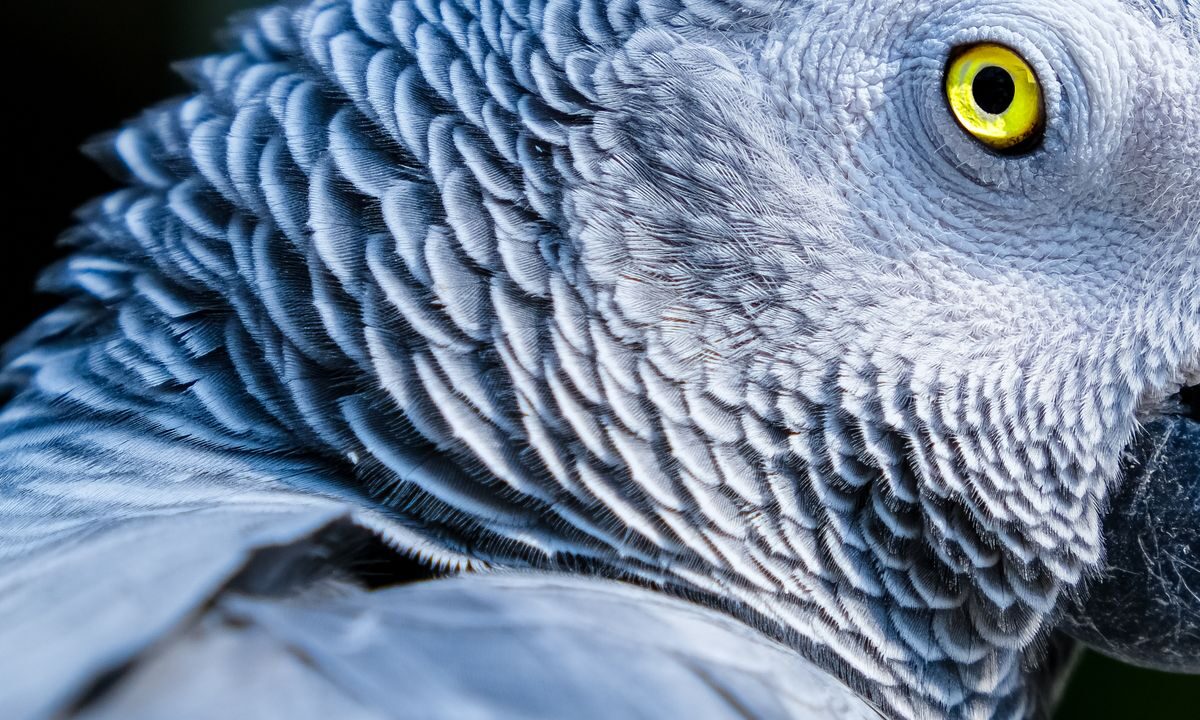 Close-up of an African Grey parrot showing its detailed grey plumage and bright eye