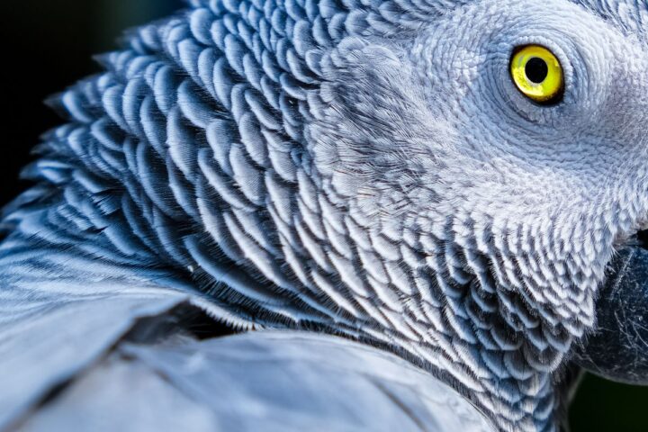 Close-up of an African Grey parrot showing its detailed grey plumage and bright eye