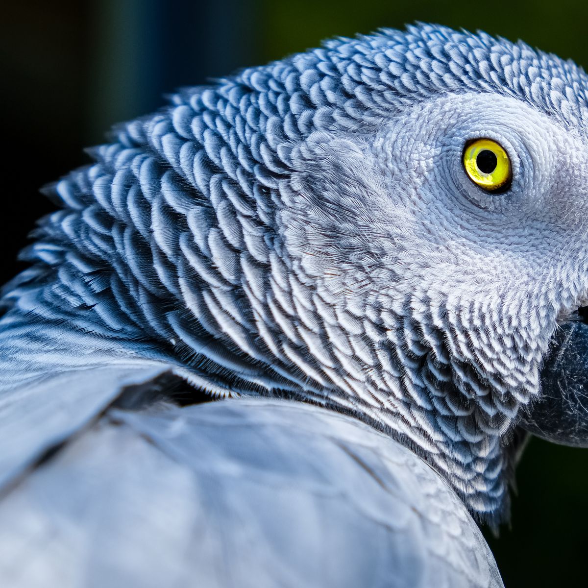 Close-up of an African Grey parrot showing its detailed grey plumage and bright eye
