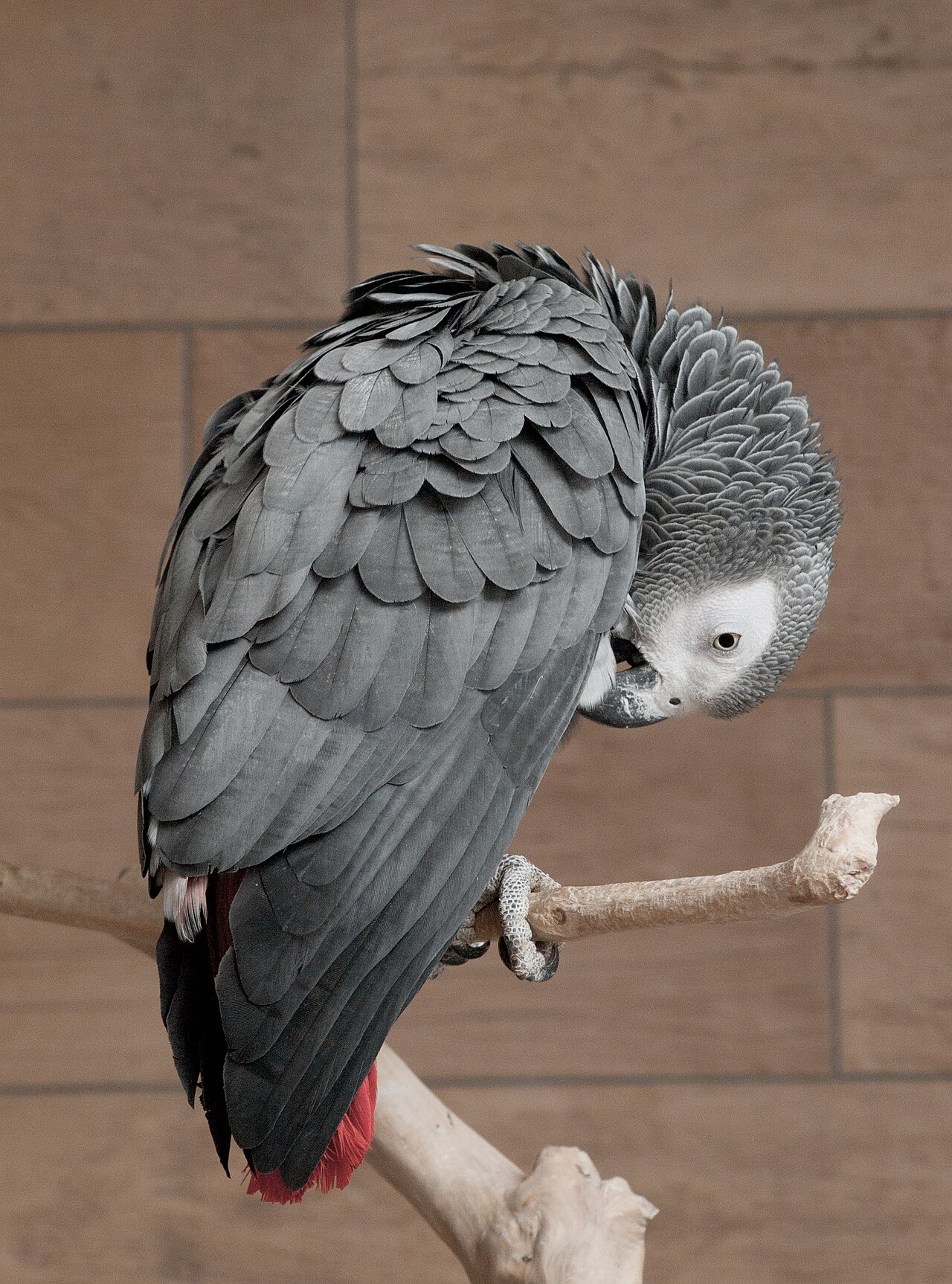 African Grey Parrot showing grey plumage and red tail