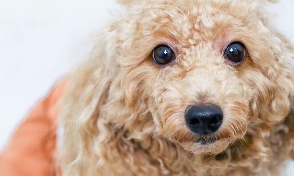 Curly-coated poodle puppy representing commonly called allergy-friendly dog breeds