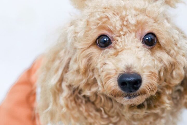 Curly-coated poodle puppy representing commonly called allergy-friendly dog breeds