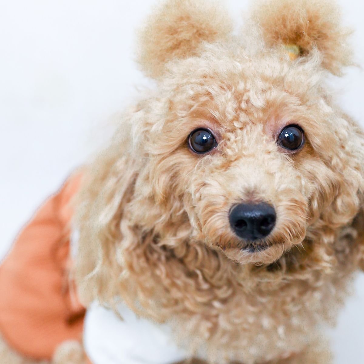 Curly-coated poodle puppy representing commonly called allergy-friendly dog breeds