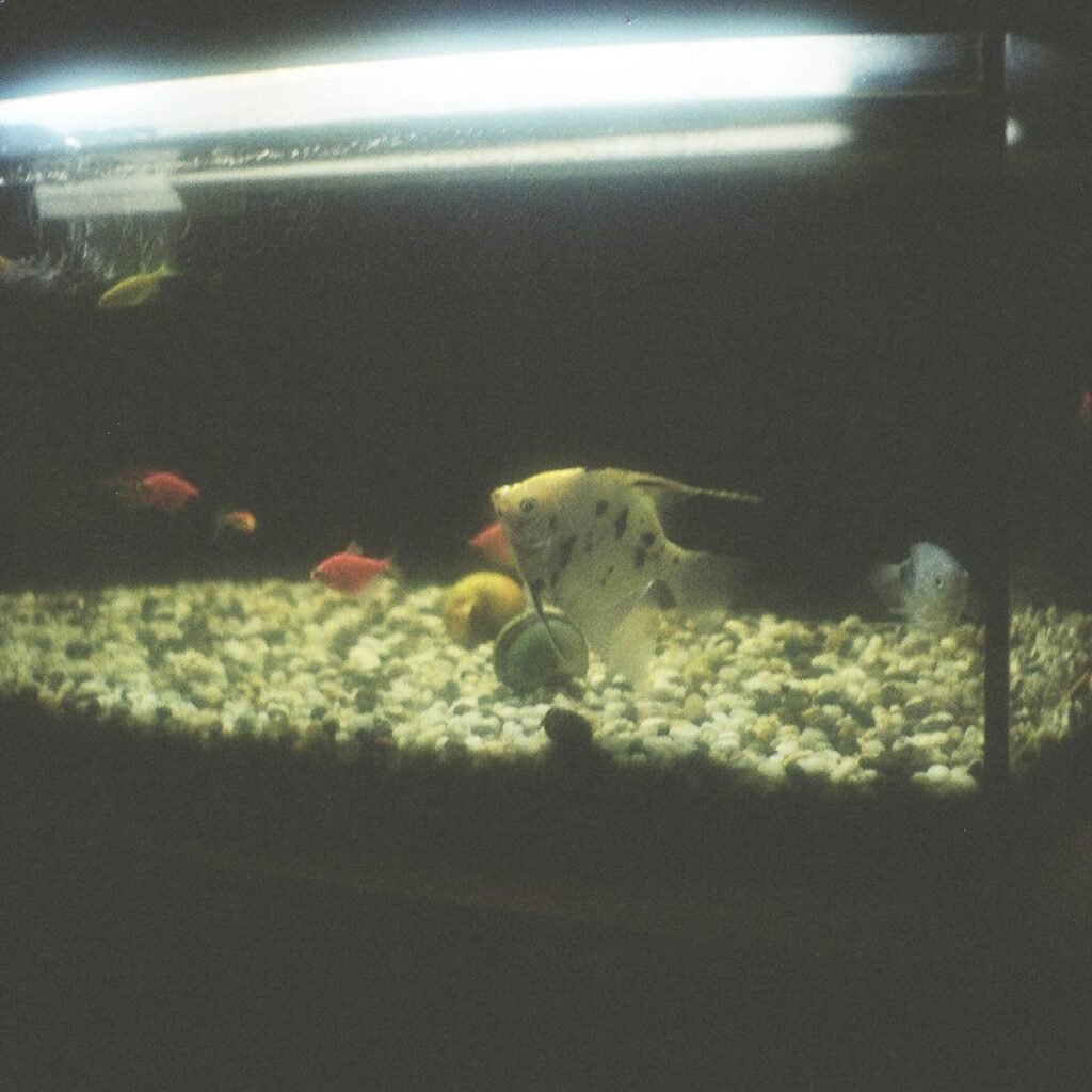 Freshwater aquarium with fish and clear water during routine maintenance