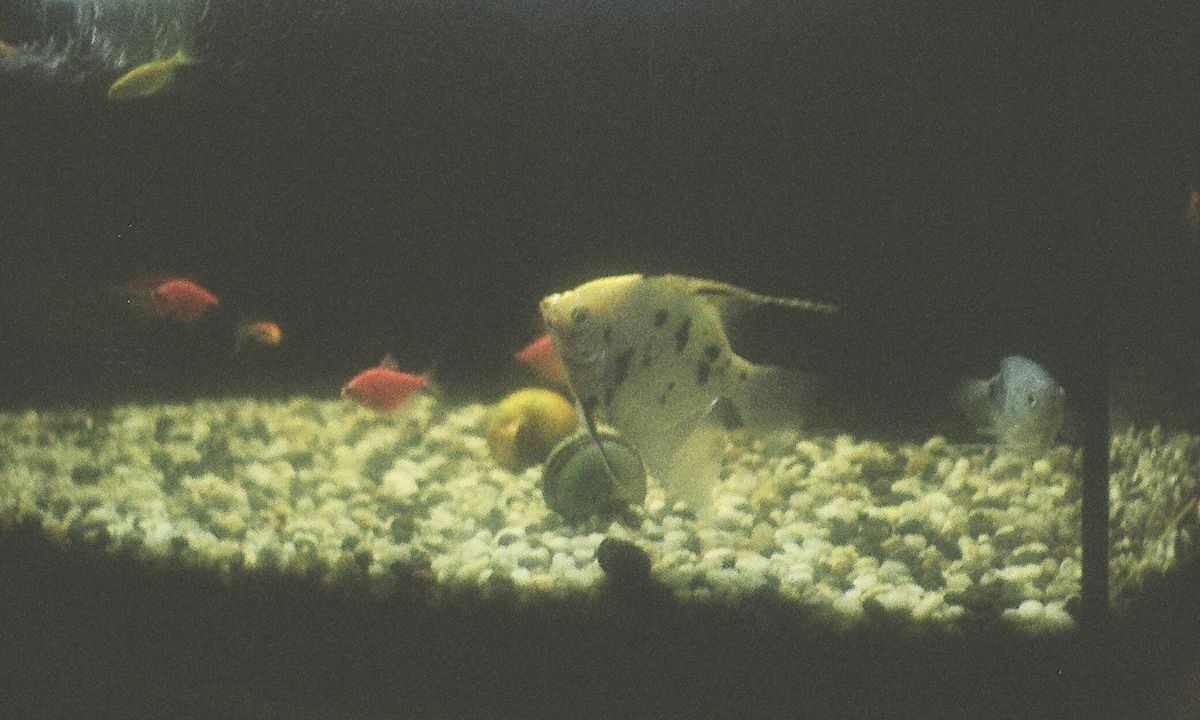 Freshwater aquarium with fish and clear water during routine maintenance