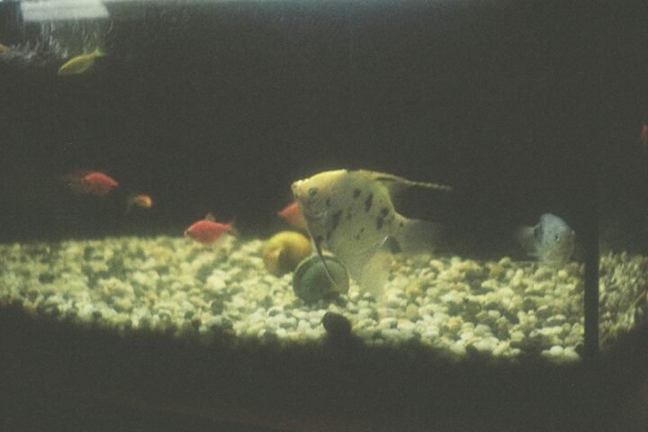 Freshwater aquarium with fish and clear water during routine maintenance