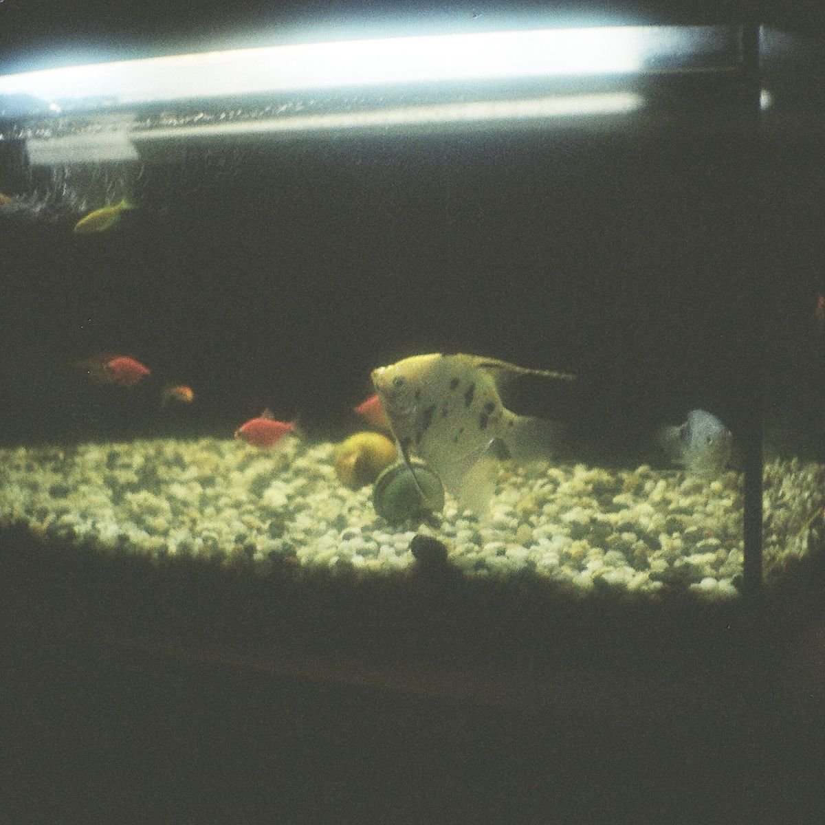 Freshwater aquarium with fish and clear water during routine maintenance