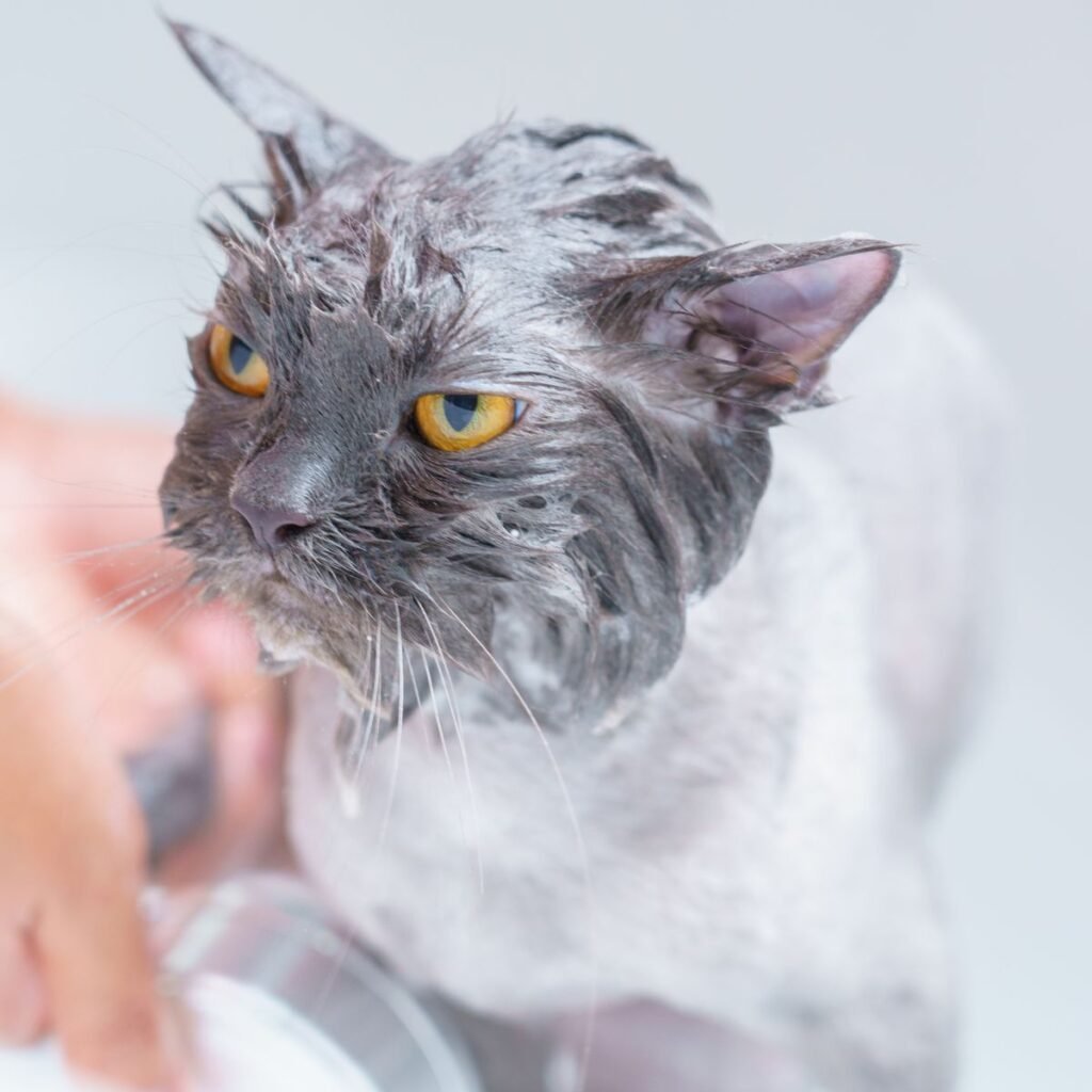 Gray cat being gently bathed during a grooming session