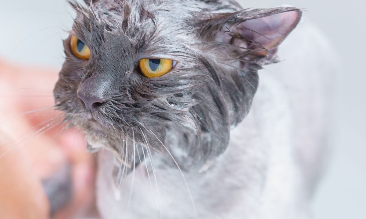 Gray cat being gently bathed during a grooming session