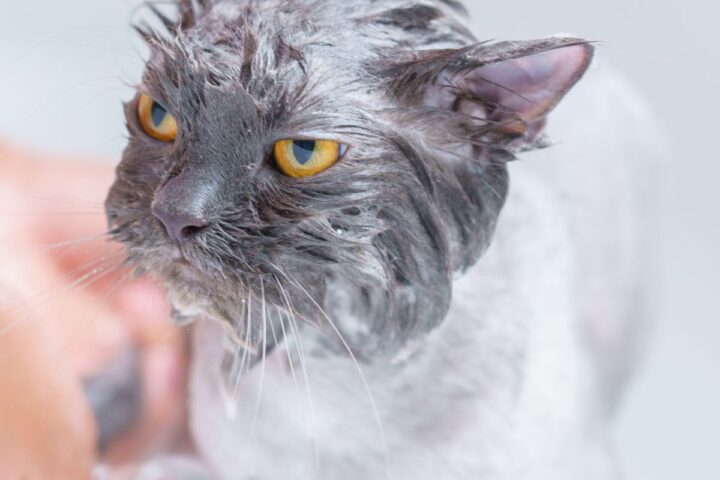 Gray cat being gently bathed during a grooming session