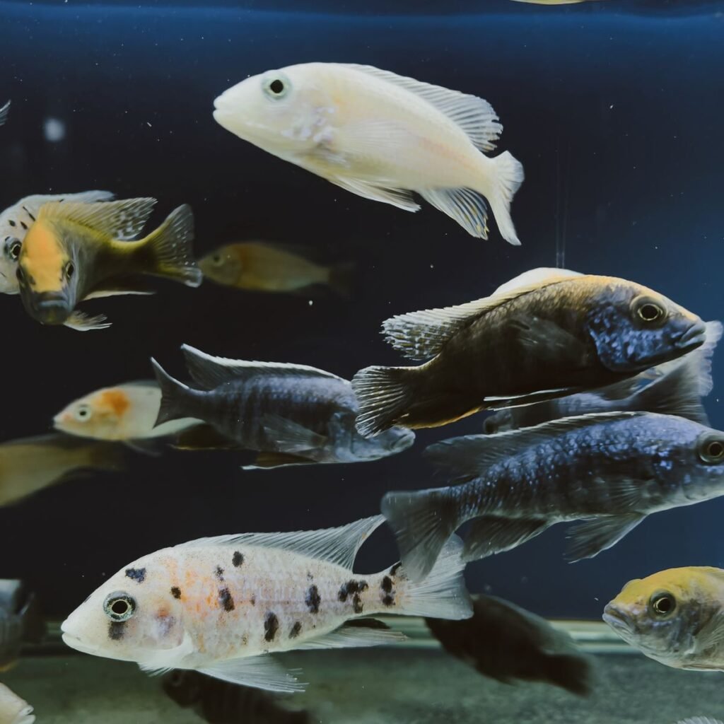 Colorful freshwater fish swimming in a home aquarium during a safe tank setup