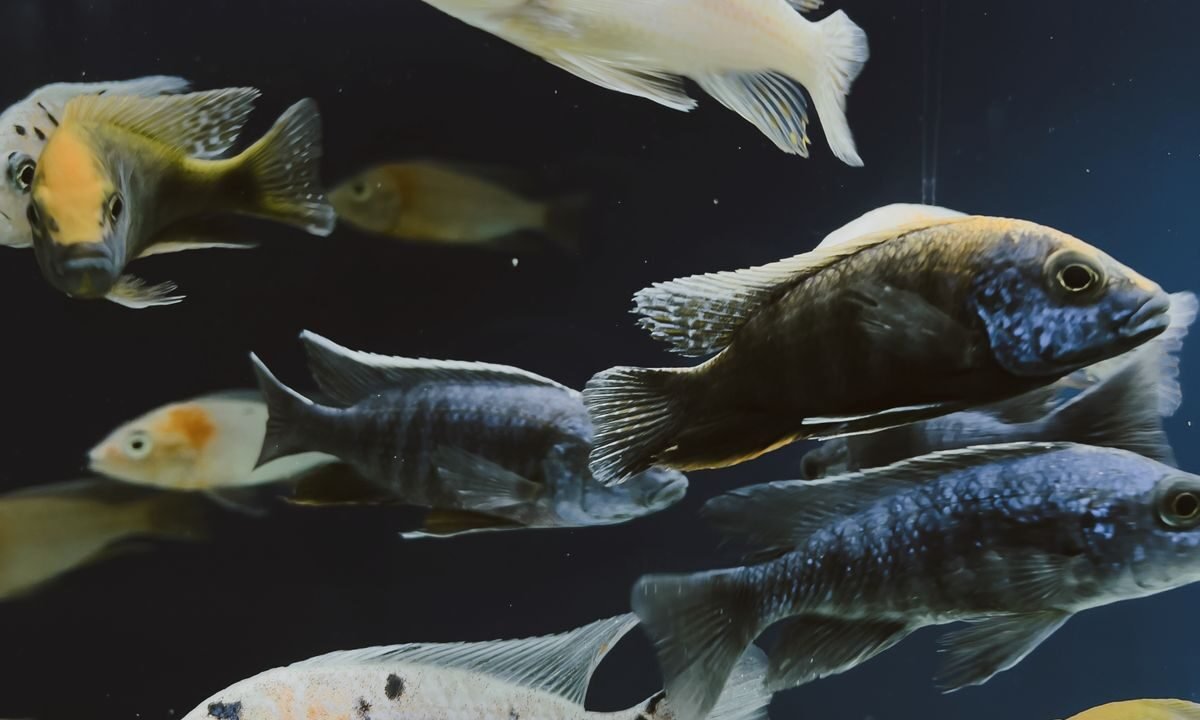 Colorful freshwater fish swimming in a home aquarium during a safe tank setup