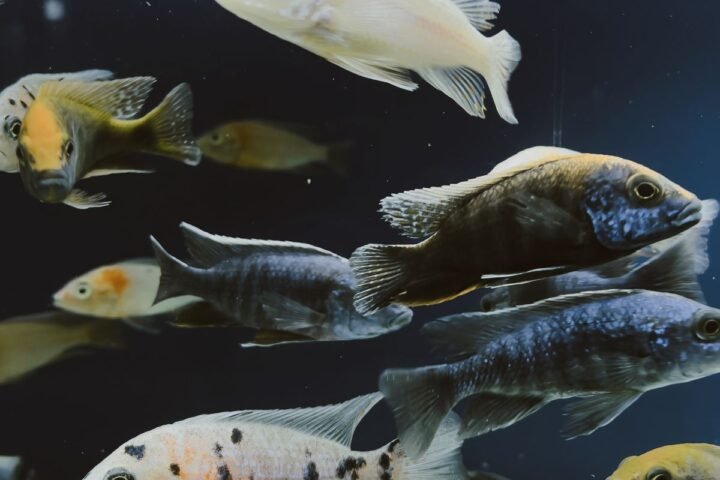 Colorful freshwater fish swimming in a home aquarium during a safe tank setup