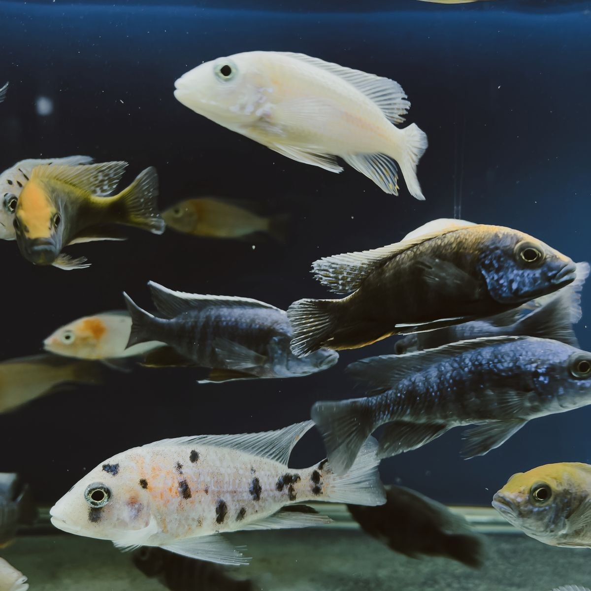 Colorful freshwater fish swimming in a home aquarium during a safe tank setup