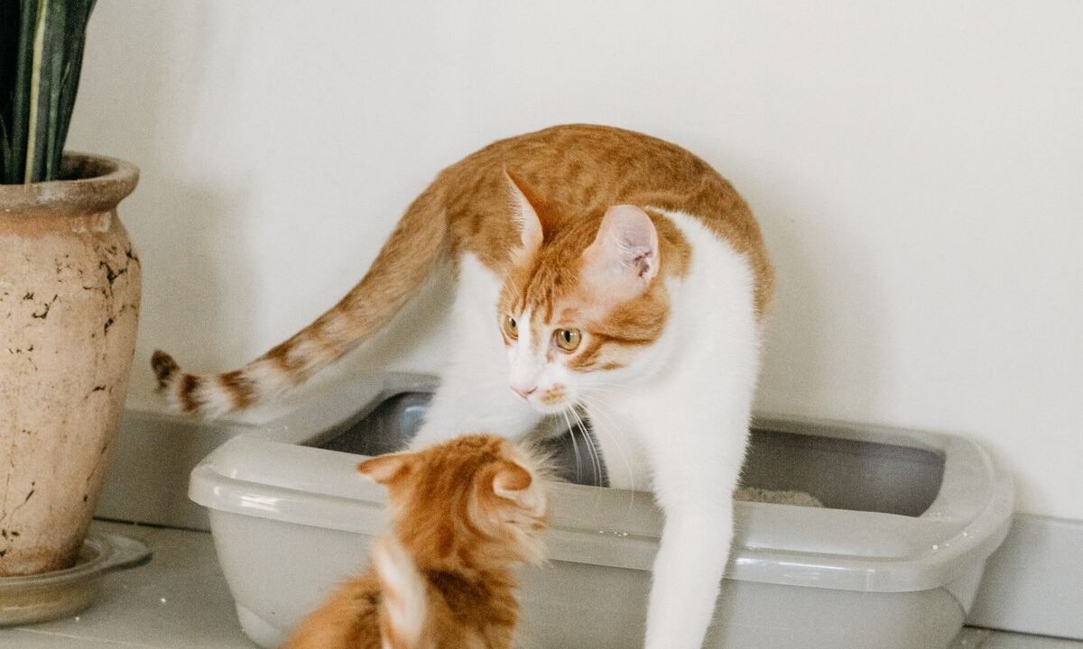 Young kitten beside an adult cat near a low litter box