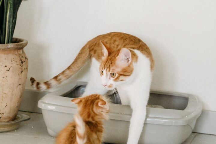 Young kitten beside an adult cat near a low litter box