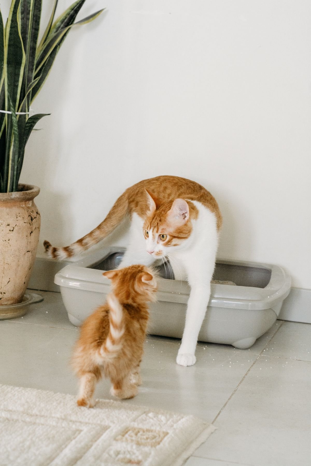 Young kitten beside an adult cat near a low litter box