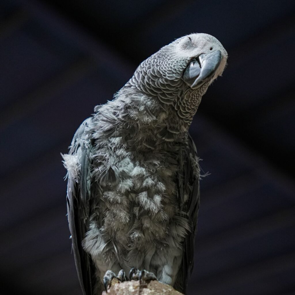 African Grey parrot resting indoors while breathing and posture are monitored