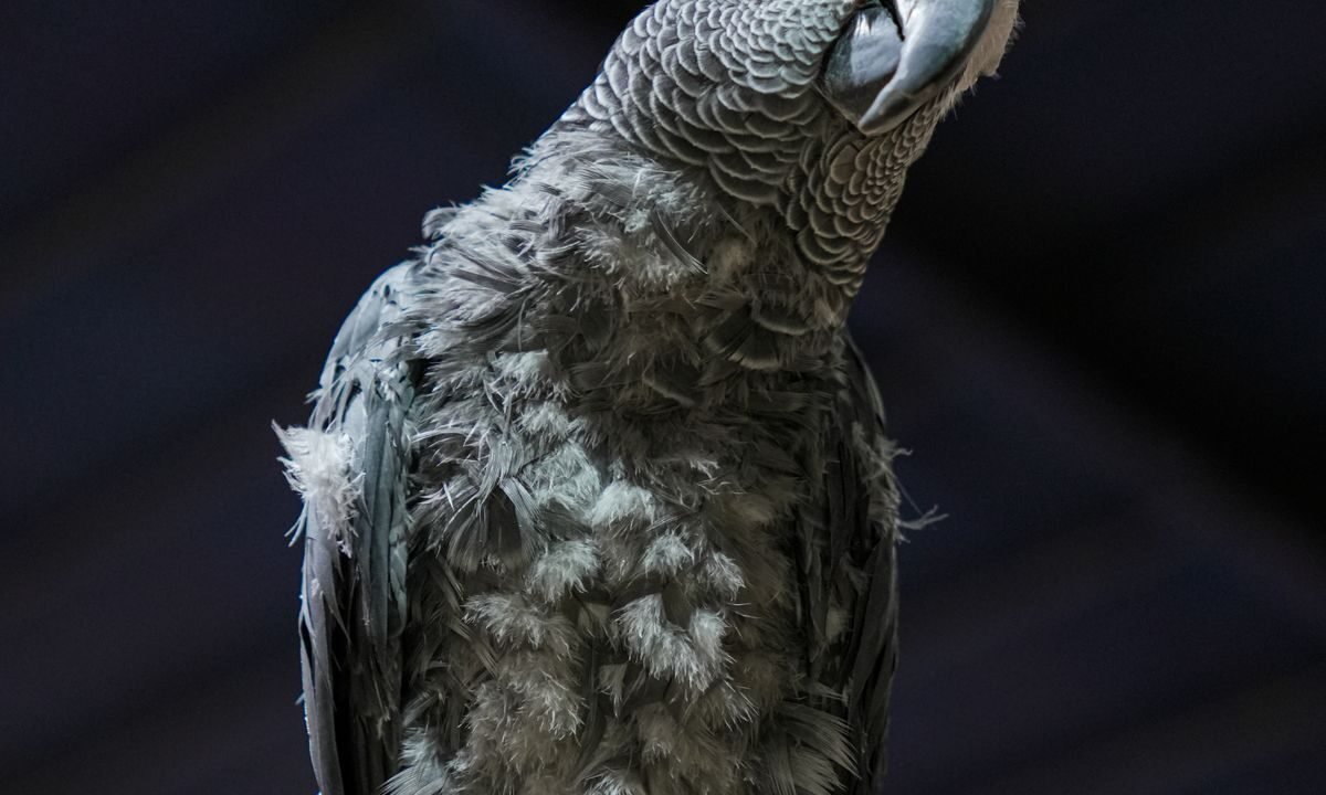 African Grey parrot resting indoors while breathing and posture are monitored