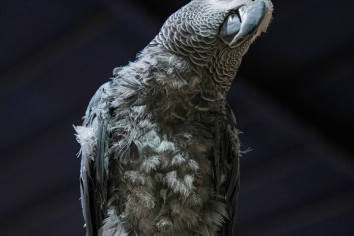 African Grey parrot resting indoors while breathing and posture are monitored