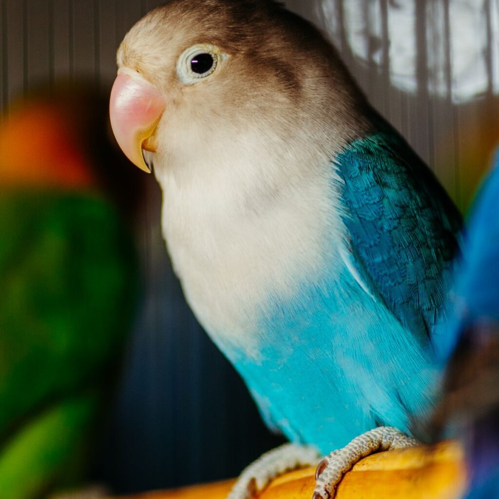 Pet parrot perched indoors during routine daily health monitoring