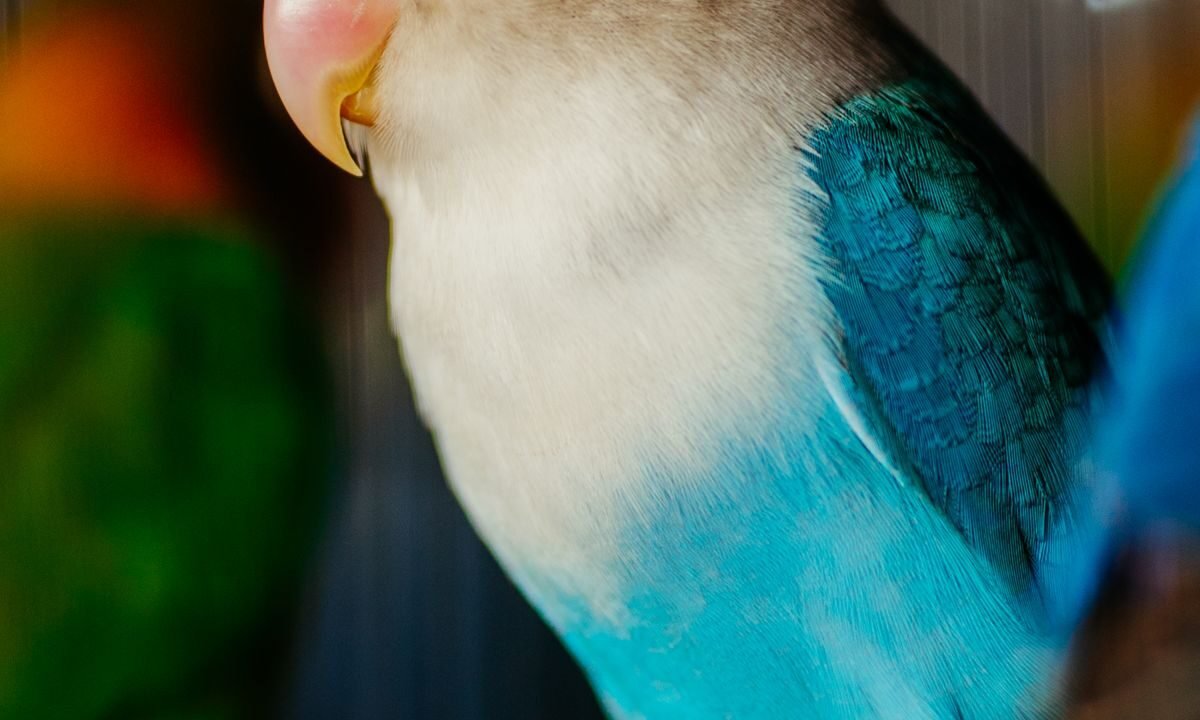 Pet parrot perched indoors during routine daily health monitoring