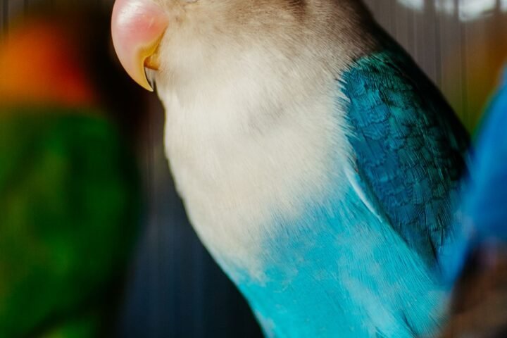 Pet parrot perched indoors during routine daily health monitoring