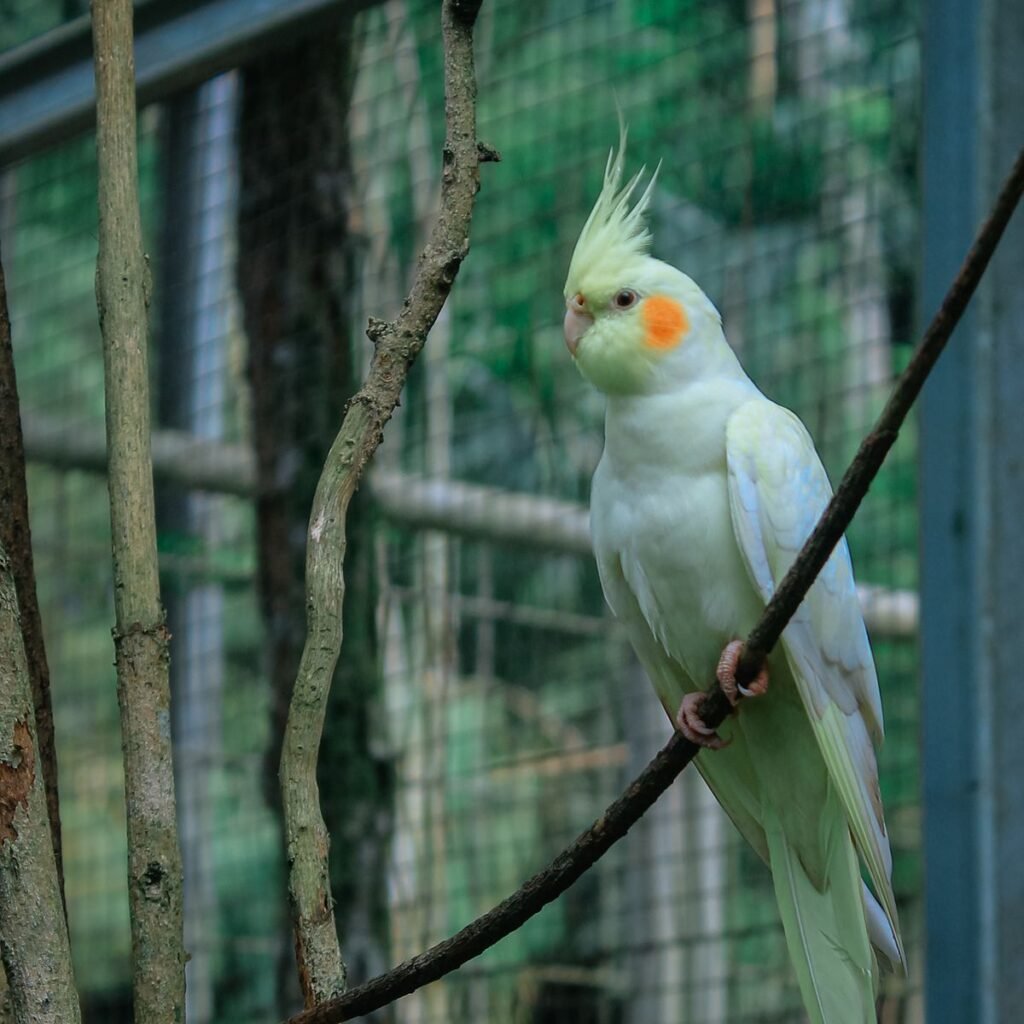 Cockatiel perched in a cage while an owner monitors reproductive health