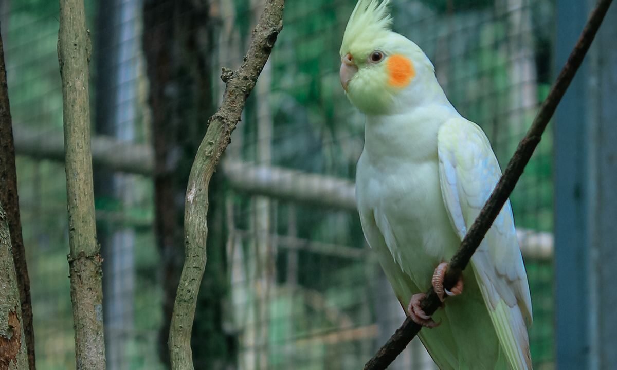 Cockatiel perched in a cage while an owner monitors reproductive health