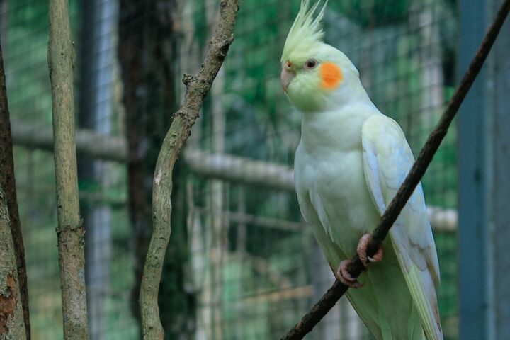 Cockatiel perched in a cage while an owner monitors reproductive health