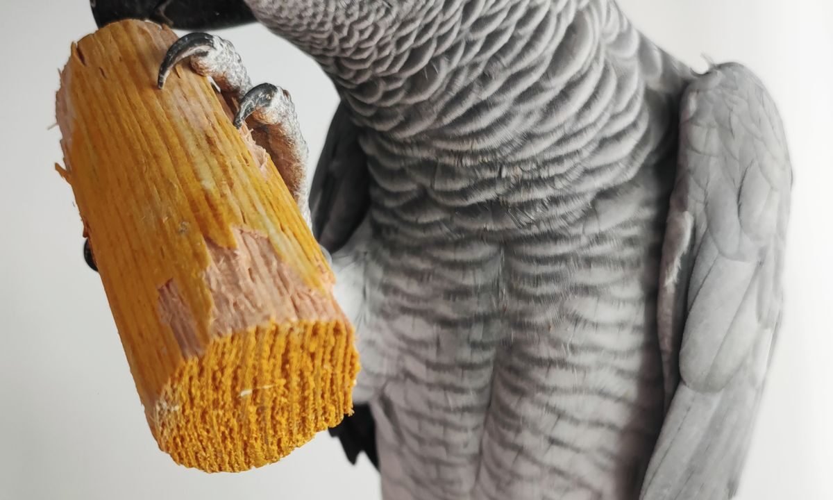 African Grey parrot interacting with a wooden toy during feather and behavior monitoring