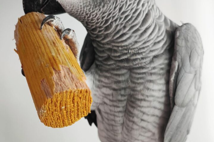 African Grey parrot interacting with a wooden toy during feather and behavior monitoring