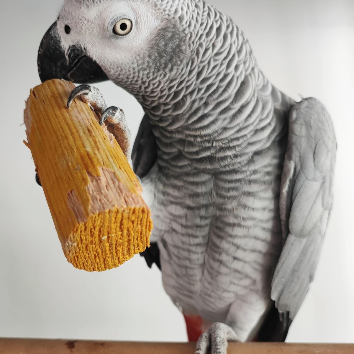 African Grey parrot interacting with a wooden toy during feather and behavior monitoring