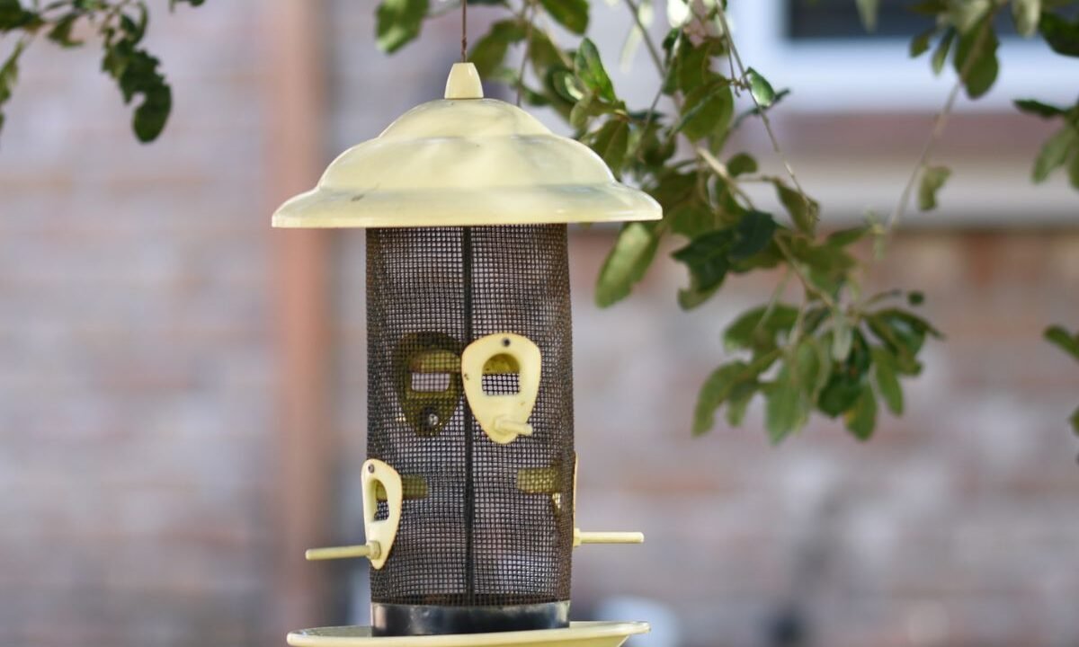 Hanging bird feeder positioned in a sheltered garden area