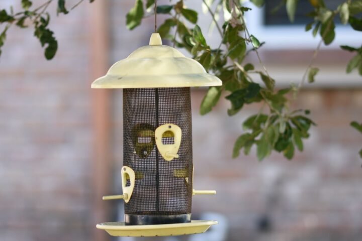 Hanging bird feeder positioned in a sheltered garden area