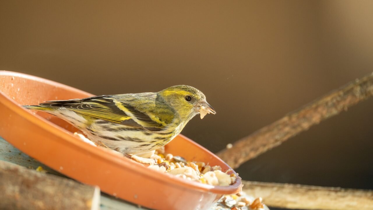 Small garden bird feeding from a clean elevated bird feeder
