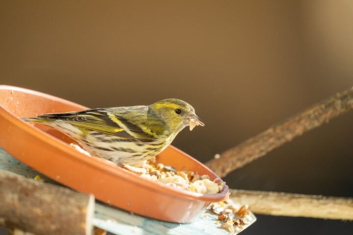Small garden bird feeding from a clean elevated bird feeder