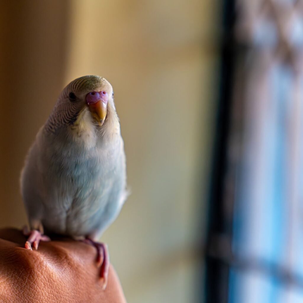 Budgerigar perched calmly on a hand during routine home health monitoring