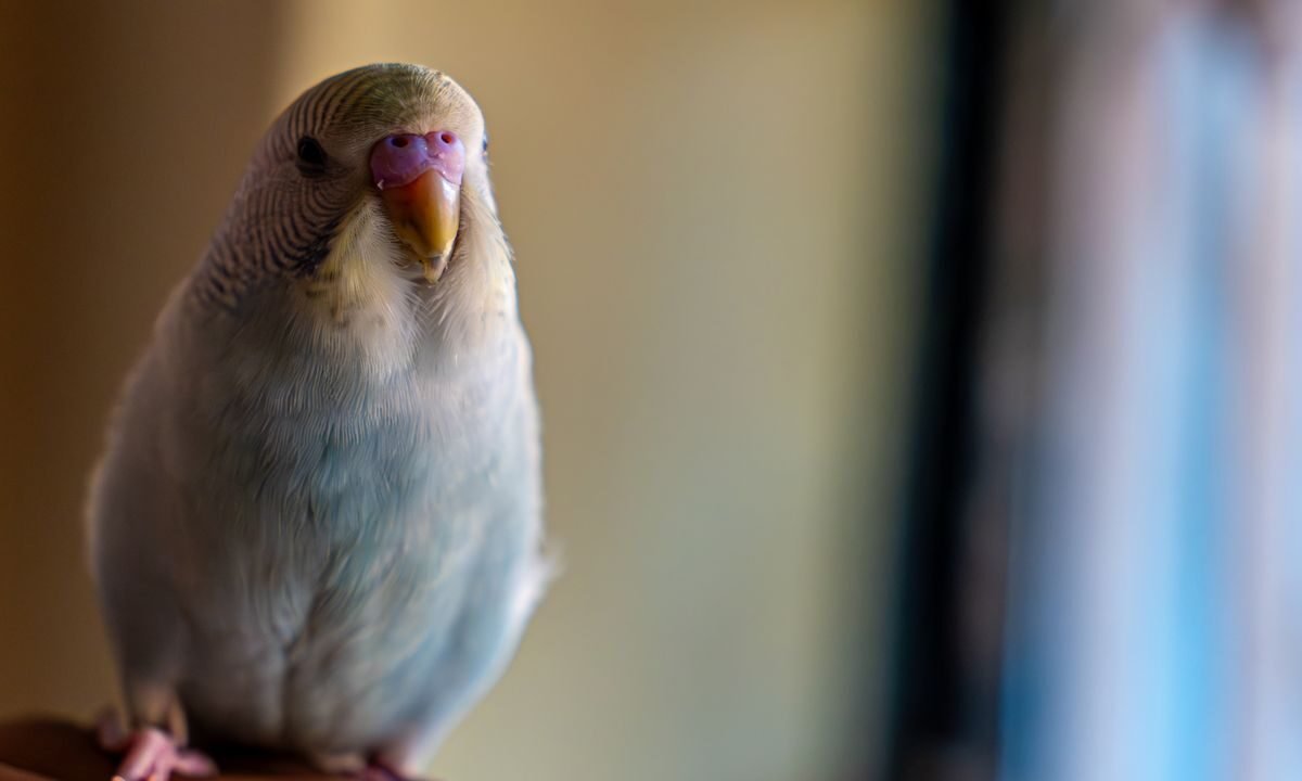 Budgerigar perched calmly on a hand during routine home health monitoring