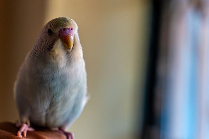 Budgerigar perched calmly on a hand during routine home health monitoring