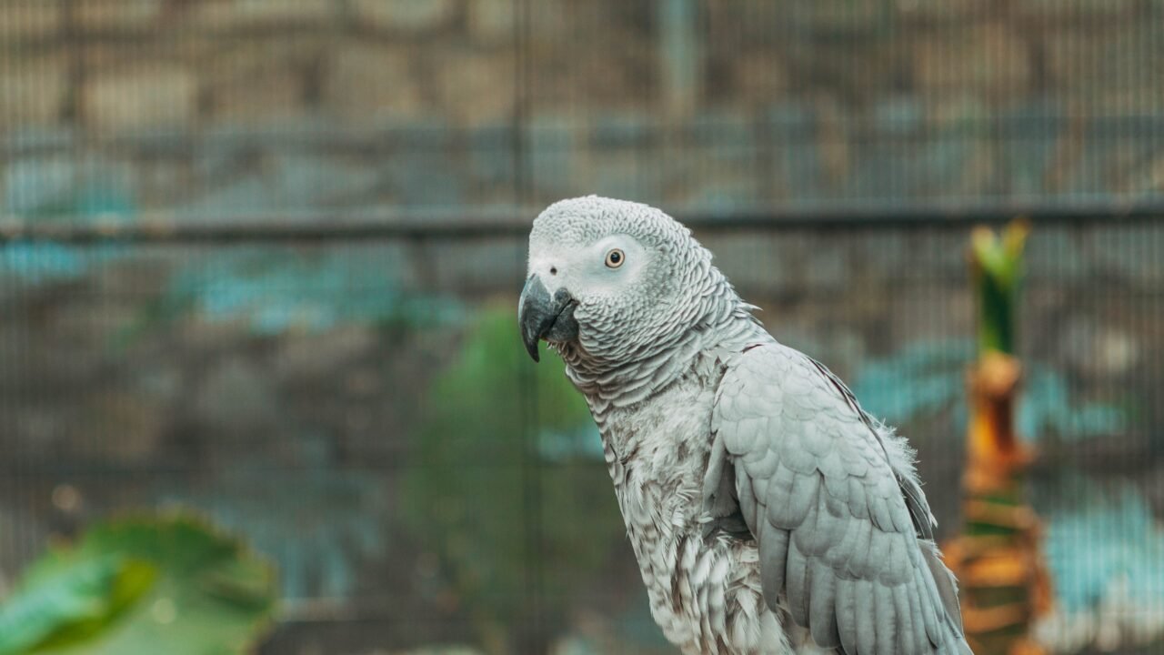 African Grey parrot standing on a natural-style perch inside an aviary