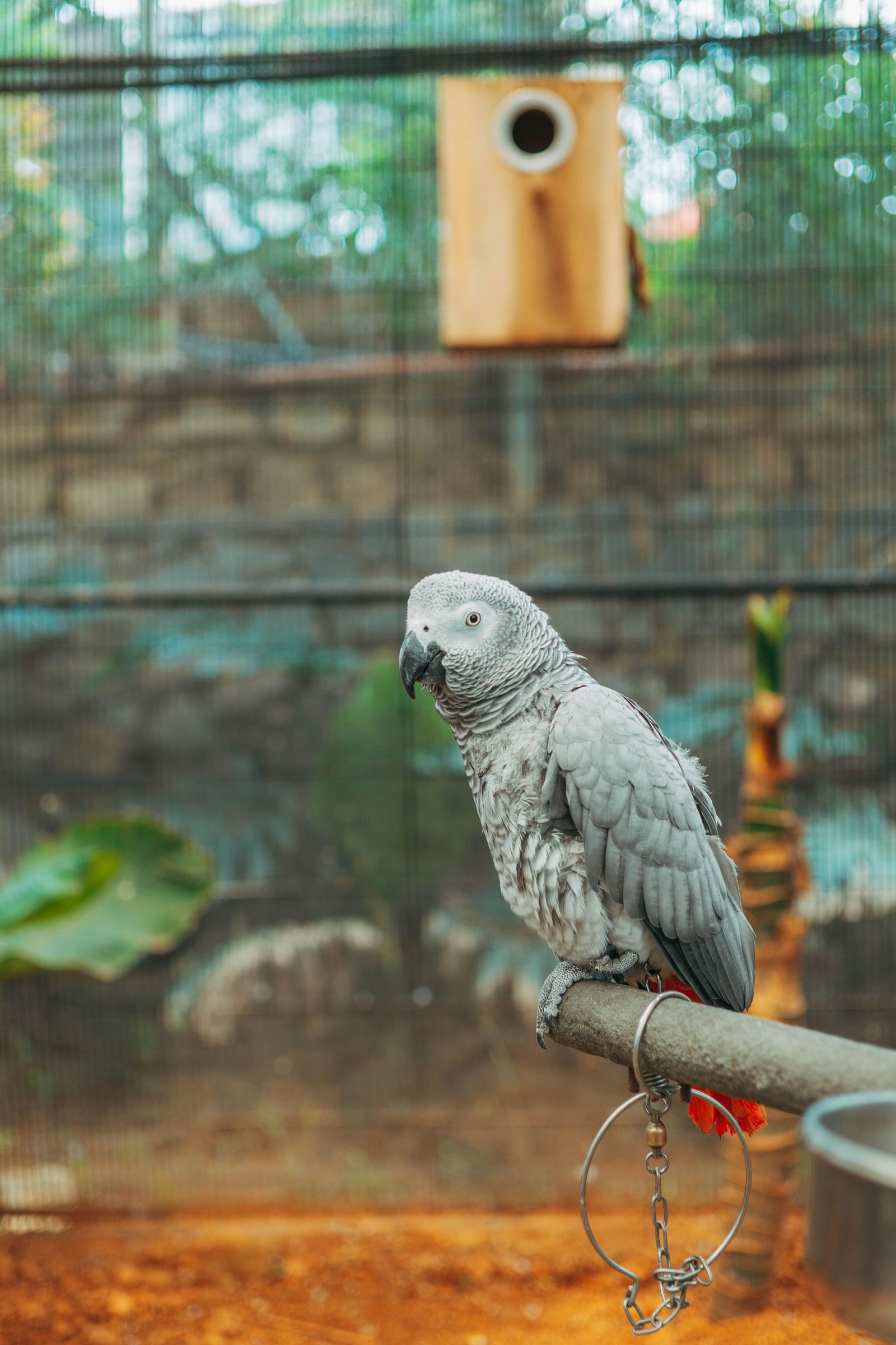 African Grey parrot standing on a natural-style perch inside an aviary