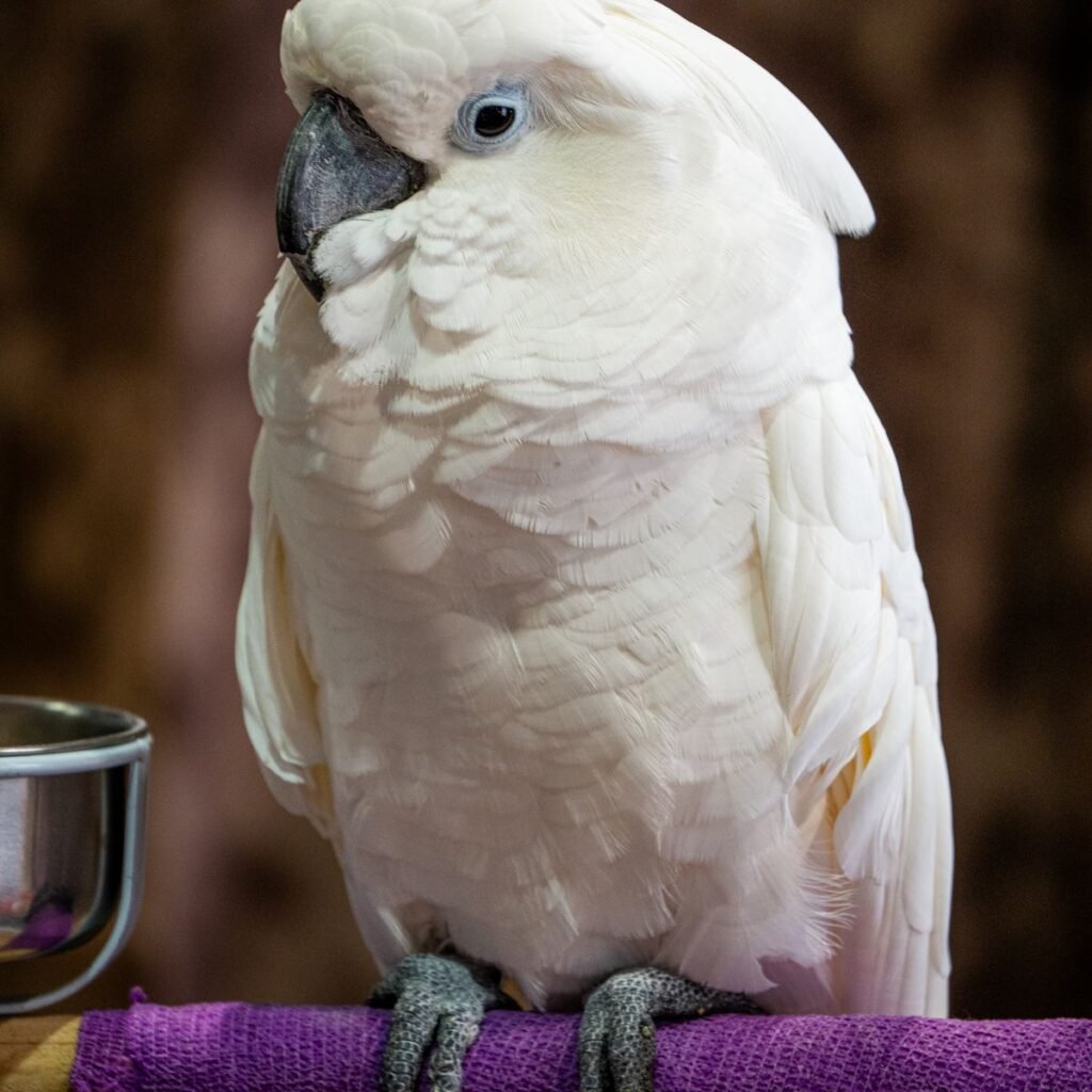 White cockatoo perched indoors during behavior and vocalization monitoring