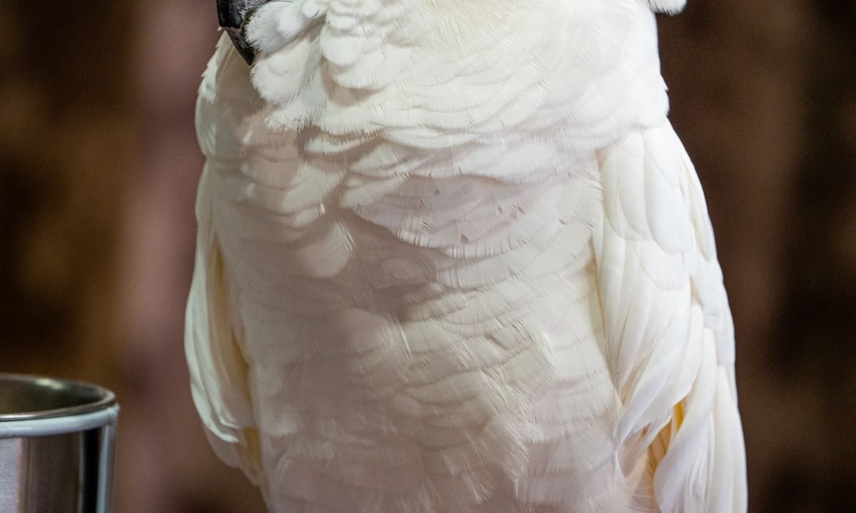 White cockatoo perched indoors during behavior and vocalization monitoring